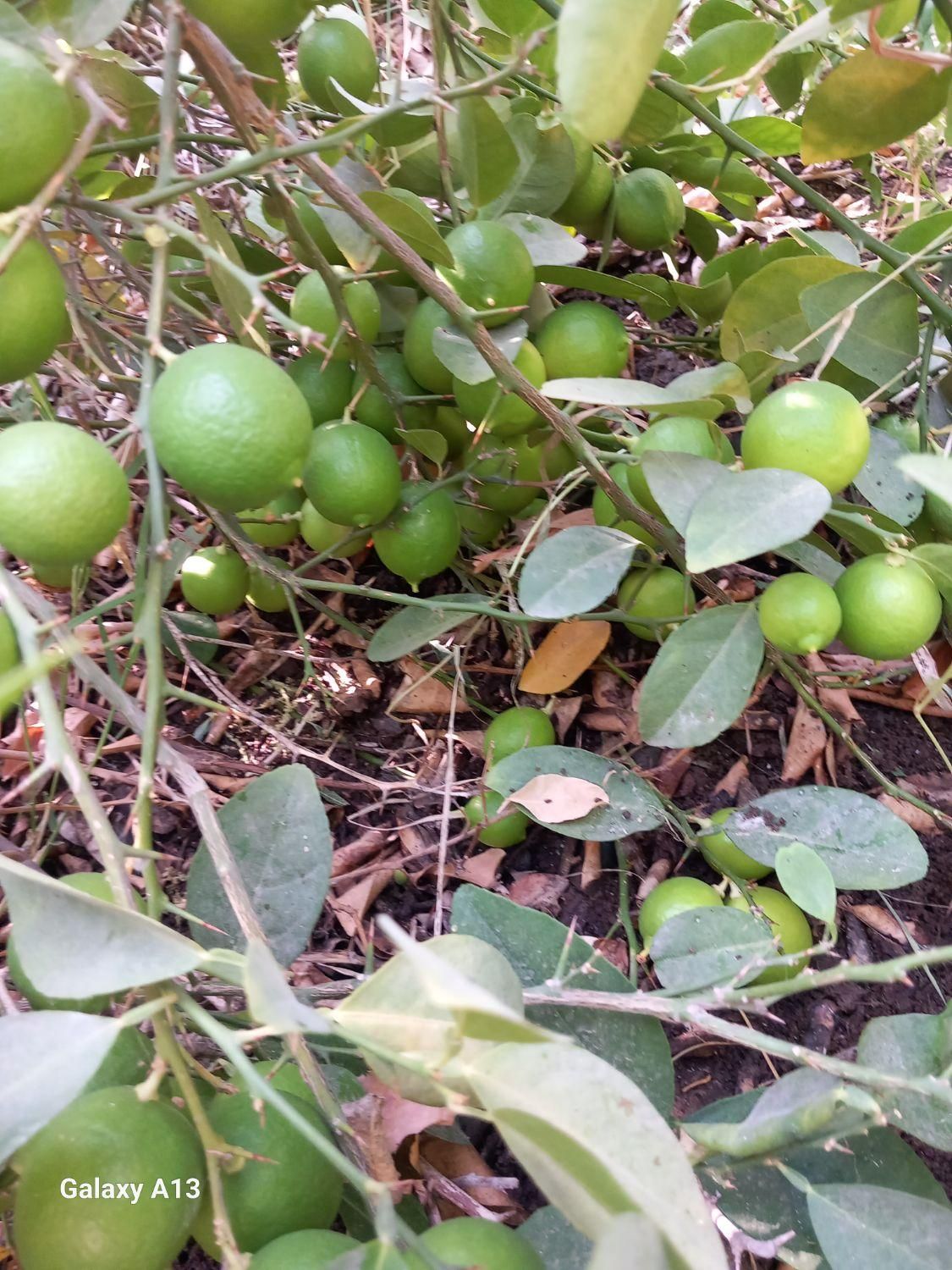 فروش باغ مساحت ۲۰۰۰