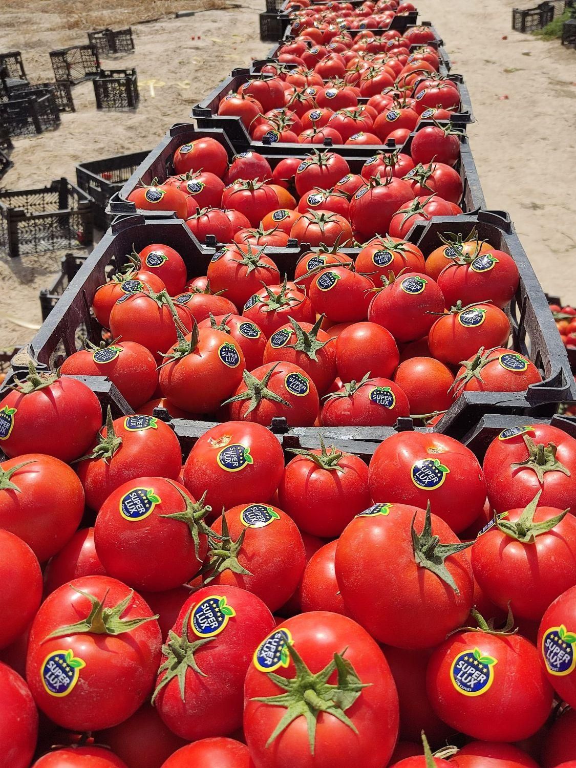 فروش ۳۰ هکتار زمین کشاورزی