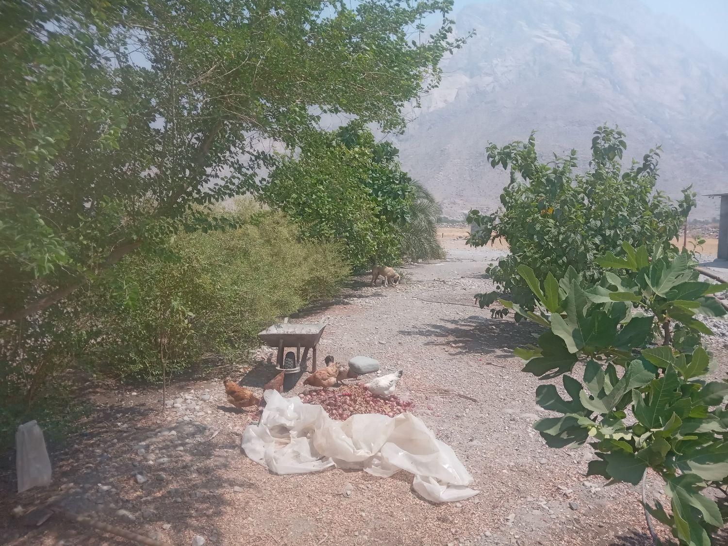 فروش ۳۰ هکتار زهوکی