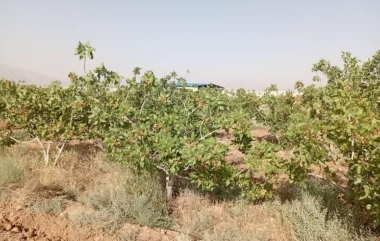 فروش معاوضه تهاتر ۲۲ هکتار باغ پسته زیر قیمت