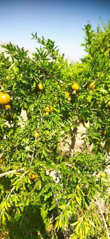 فروش باغ بیضا