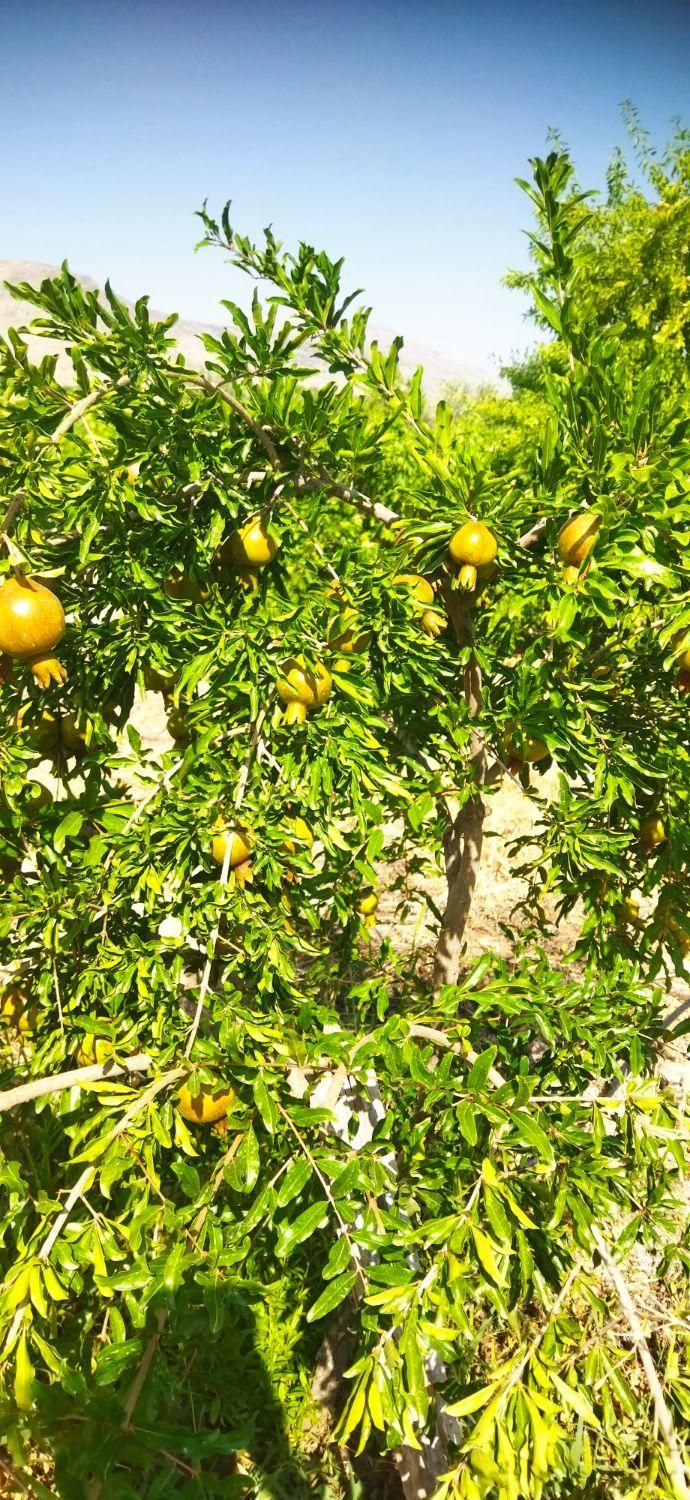 فروش باغ بیضا