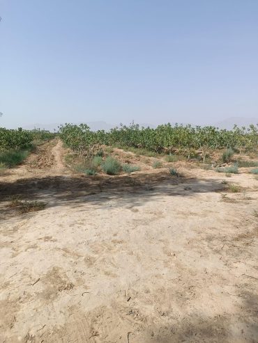 باغ پسته روستای دولت آباد شهرستان سروستان