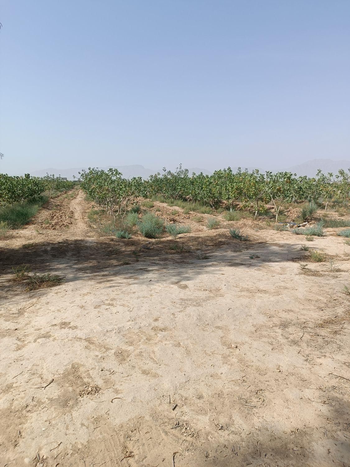 باغ پسته روستای دولت آباد شهرستان سروستان