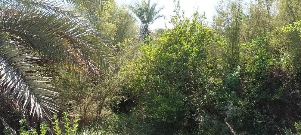 فروش ۱۰/۵هکتار باغ