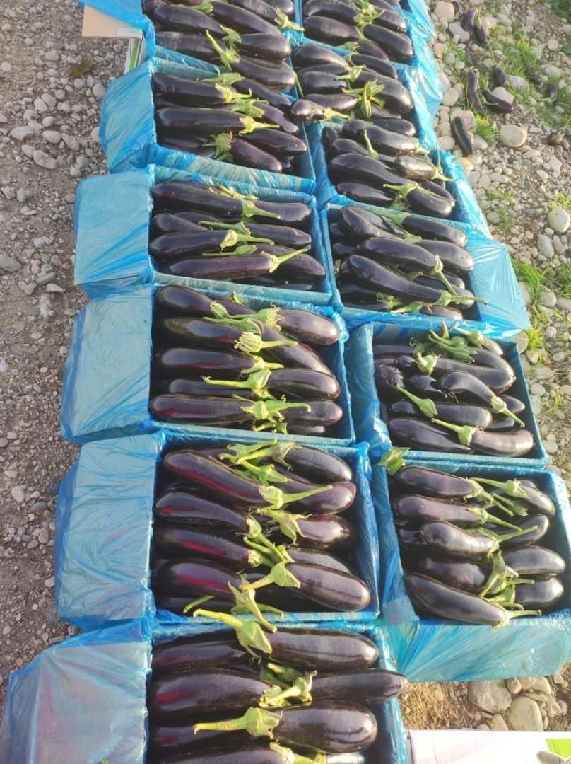 فروش ۳۰ هکتار زمین کشاورزی