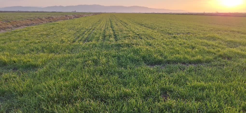 فروش ۹ هکتار در فتح آباد مرودشت