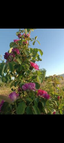 فروش چاه کشاورزی در آباده