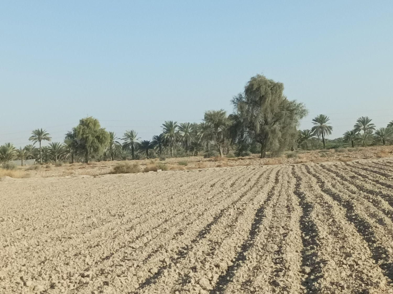 اجاره ۱۴ هکتار زمین کشاورزی