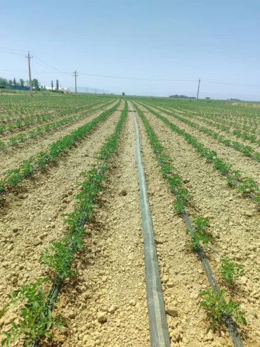 فروش ۹ هکتار در فتح آباد مرودشت