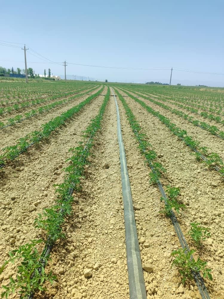 فروش ۹ هکتار در فتح آباد مرودشت