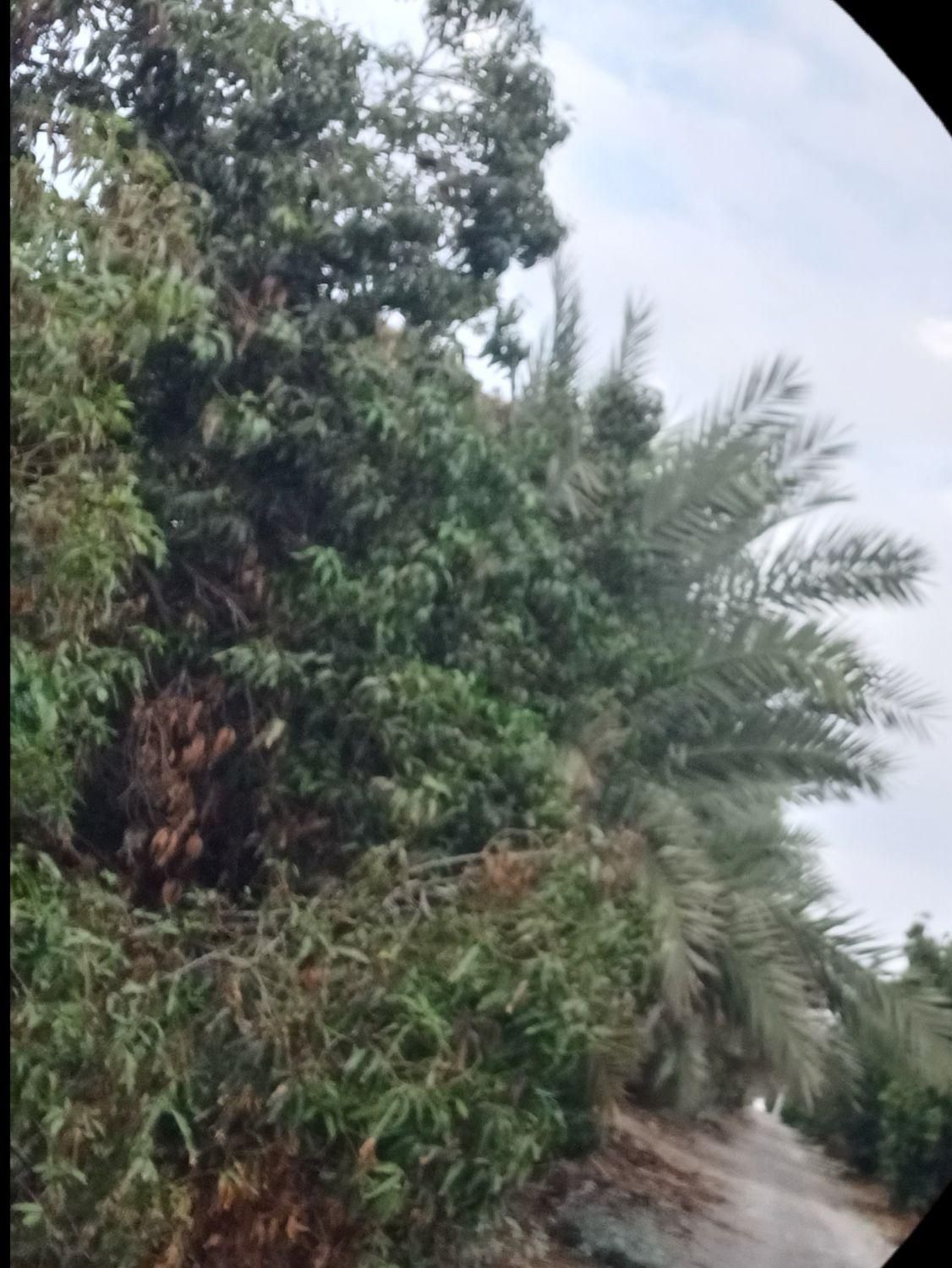 زمین کشاورزی رودان معاوضه با واحد یا مغازه بندر