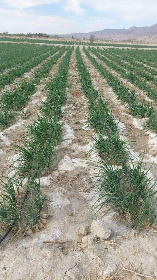 زمین کشاورزی ۶۴ هکتاری