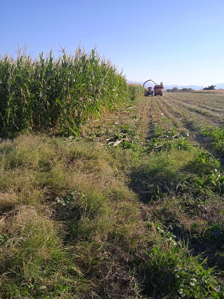 اجاره زمین کشاورزی ۱۵هکتار قیمت توافقی