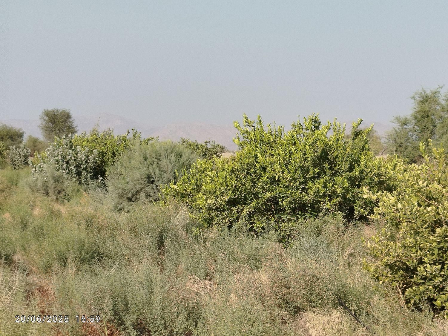 فروش ۳ هکتار کشاورزی جغین