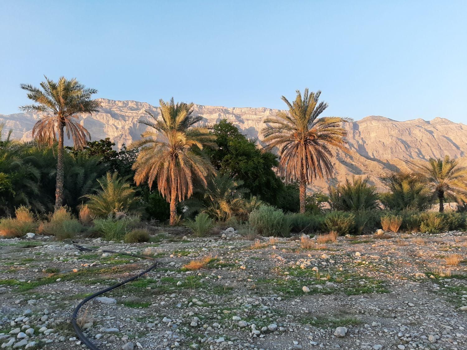 زمین کشاورزی ، روستای چاهستان