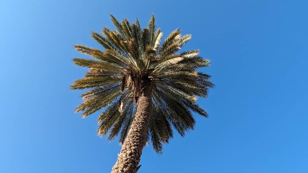 پنج هکتار زمین کشاورزی