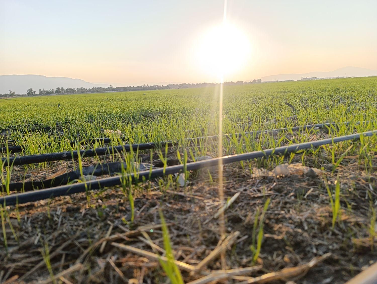 فروش فوری ۶ نیم هکتار زمین کشاورزی قیمت مناسب