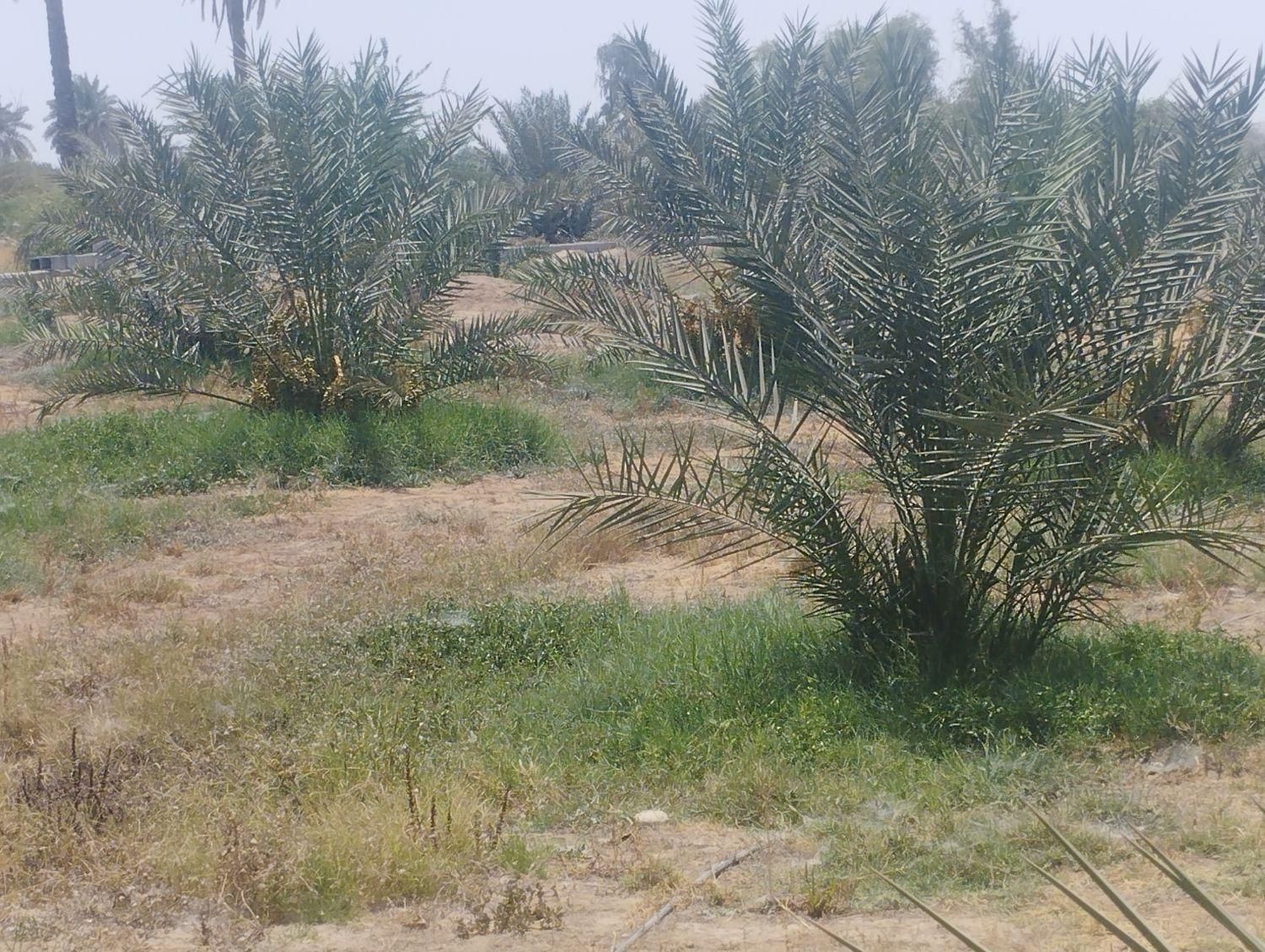 فروش ۲۳۰۰متر قلعه قاضی