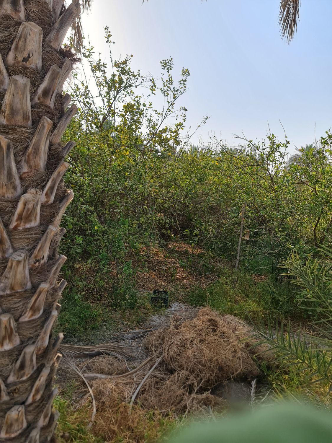 فروش ۸ هکتار رودان