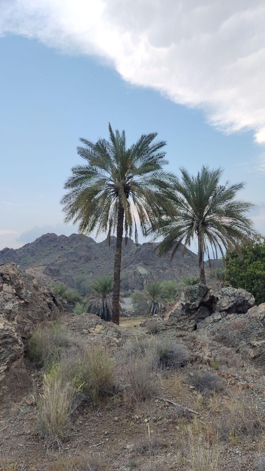 فروش ۳۵۰۰ متری رودان