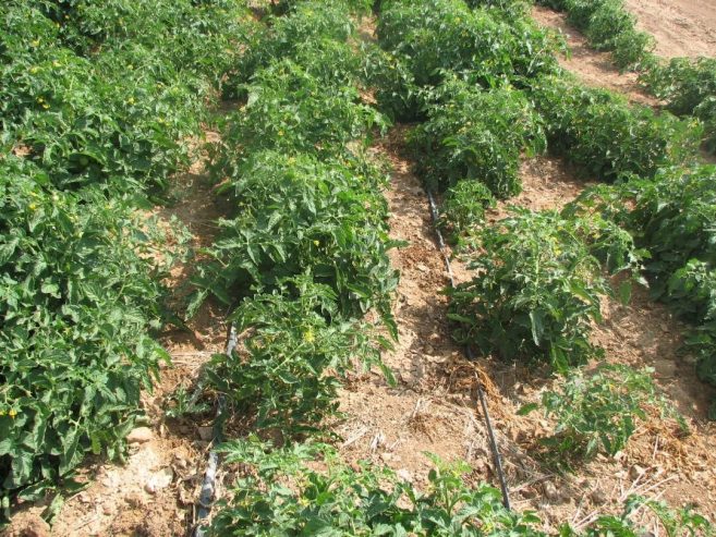 زمین کشاورزی در فتح آباد مرودشت