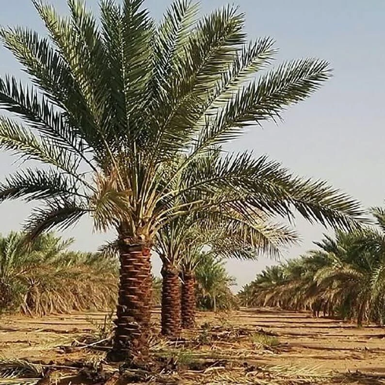 زمین کشاورزی دلگان