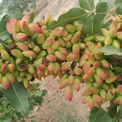 1a3d4590-84a0-4fc0-8cc6-049f69ba70b7