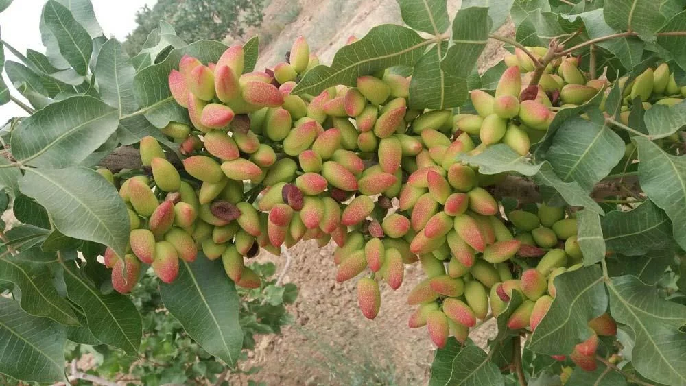 باغ پسته بافق