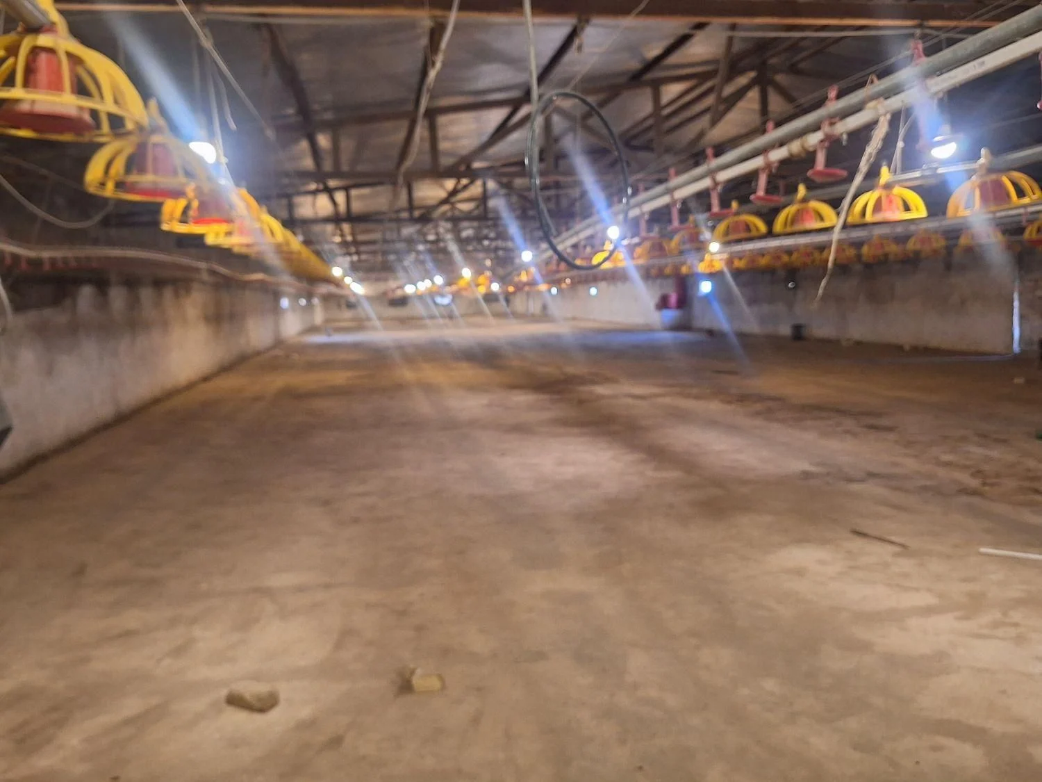 فروش یک واحد مرغداری سی هزار قطعه ای