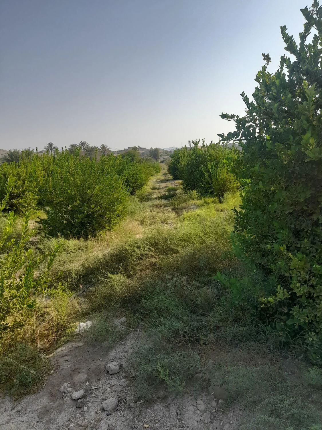 فروش ۹ هکتار زمین کشاورزی ، باغی