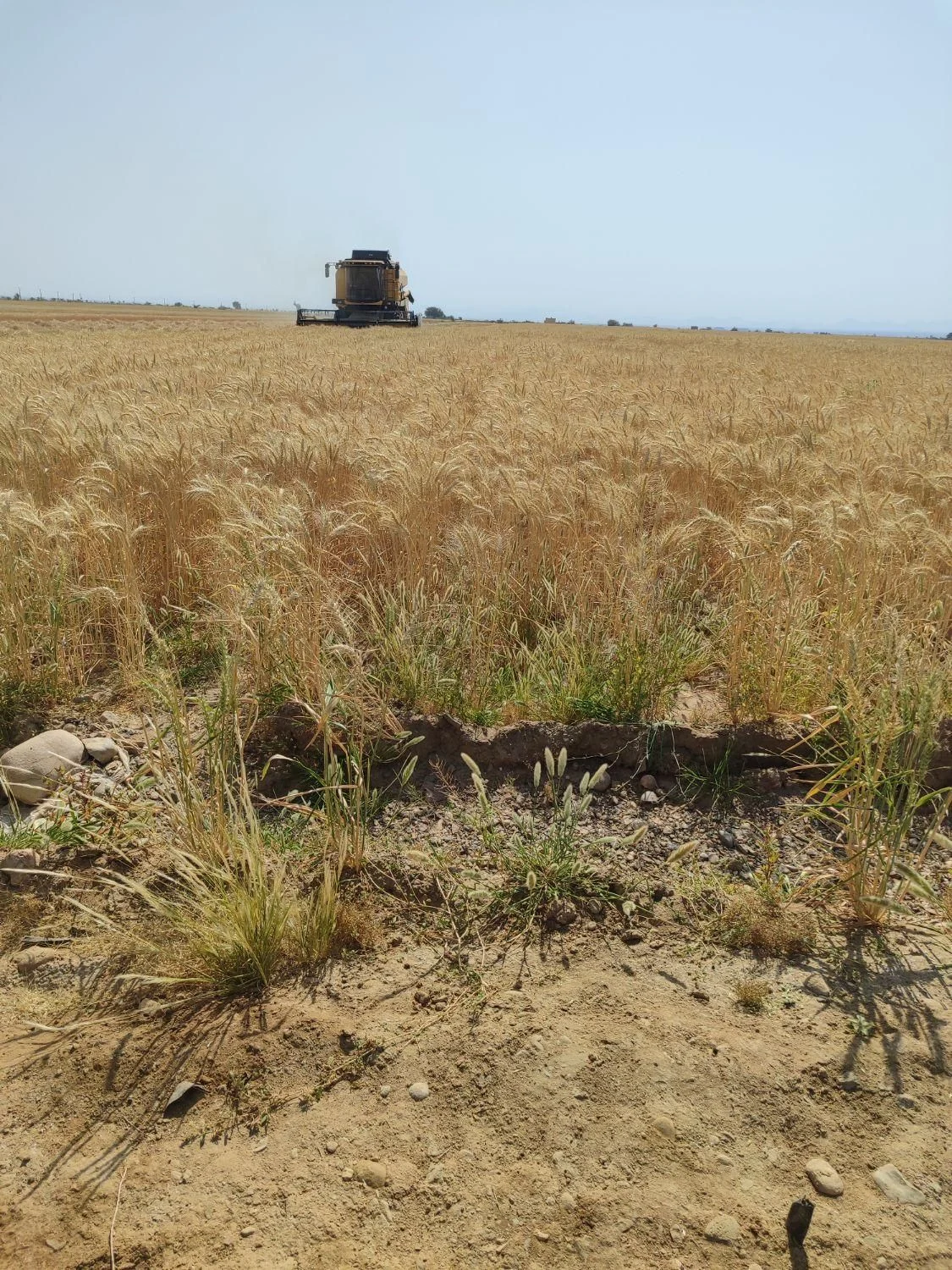 زمین کشاورزی وباغ