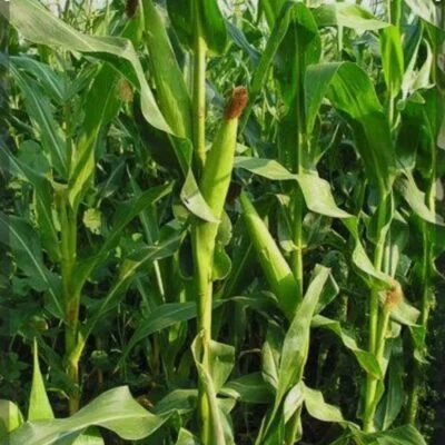 ab124682-0fd3-4aac-84c7-deee60bd2b2a