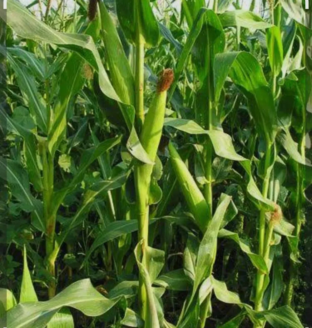 فروش زمین زراعی و باغی