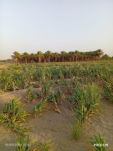 فروش زمین ریگ ملک