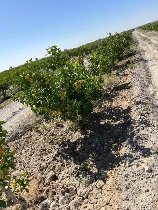 فروش ۳ هکتار باغچه پسته هرات