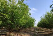 زمین کشاورزی وباغ