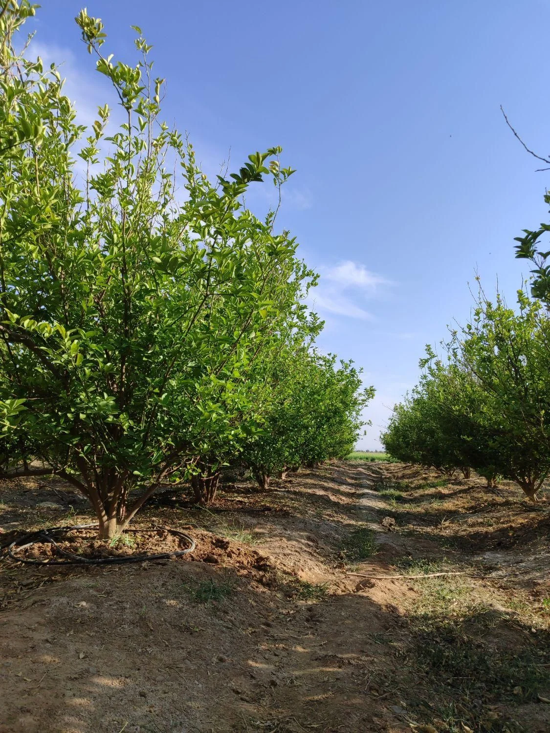 زمین کشاورزی وباغ