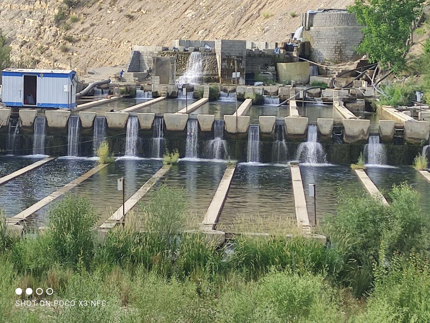 فروش ارزان ترین پرورش ماهی در ایران