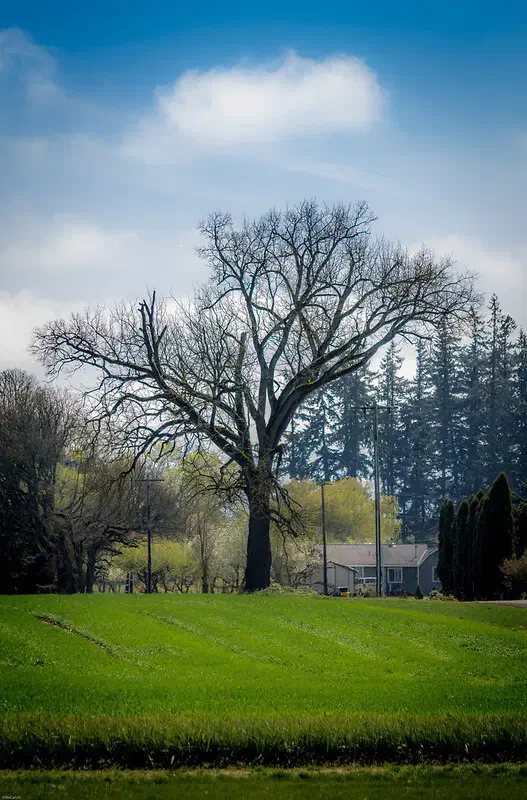 زمین کشاورزی