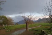 مزرعه در فرح آباد (۱۰۰ هکتار زمین کشاورزی ودام)