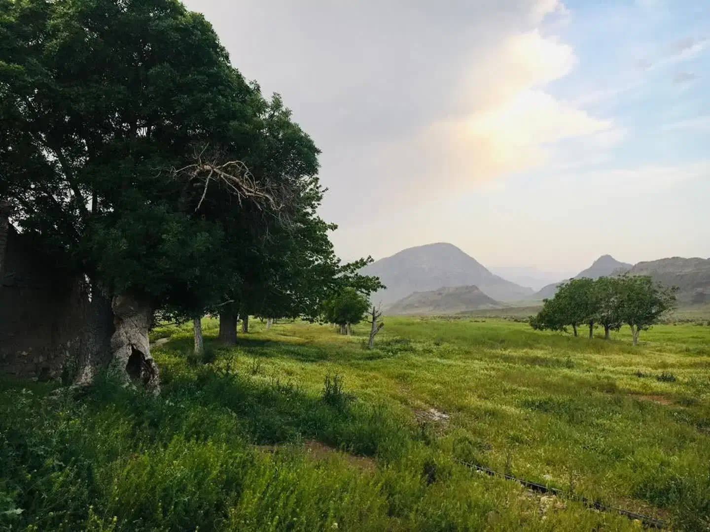 مزرعه در فرح آباد (۱۰۰ هکتار زمین کشاورزی ودام)