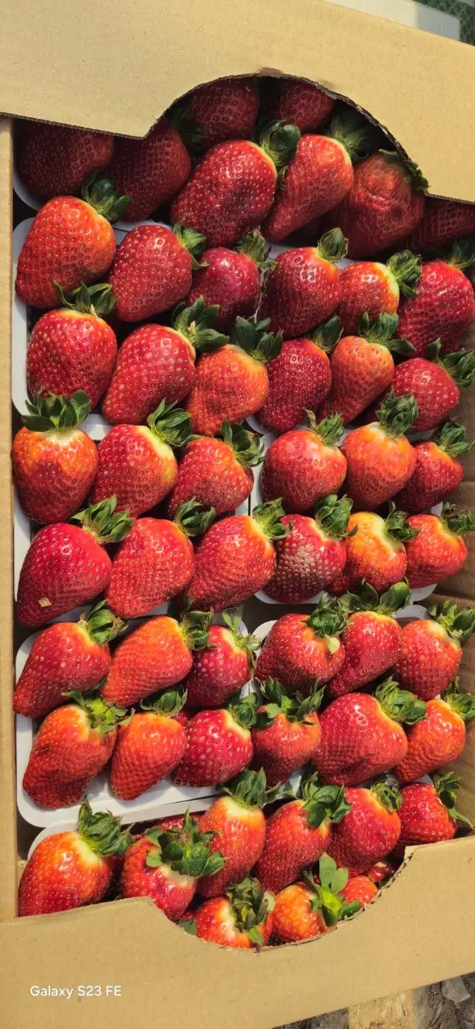 گلخانه و پرورش ماهی