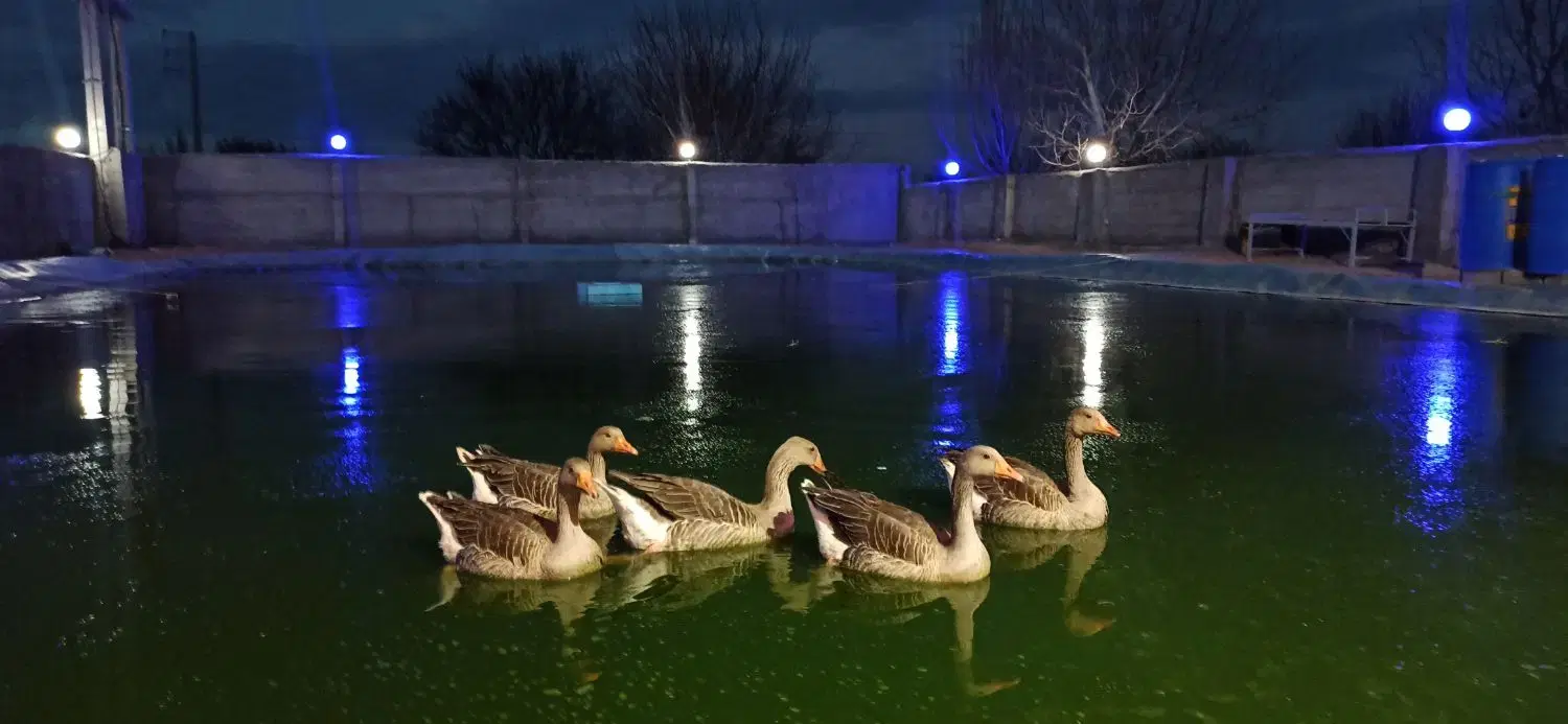 گلخانه و پرورش ماهی