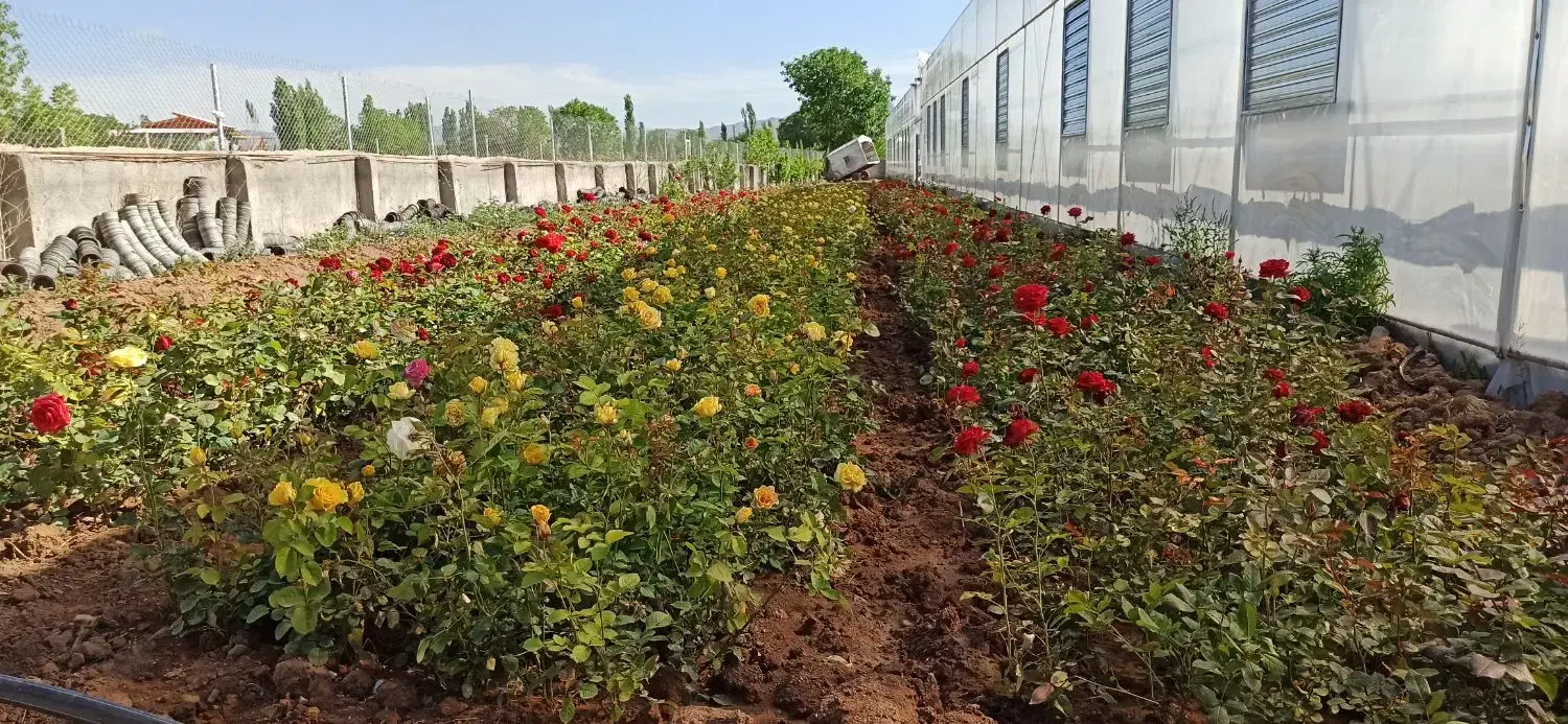 گلخانه و پرورش ماهی
