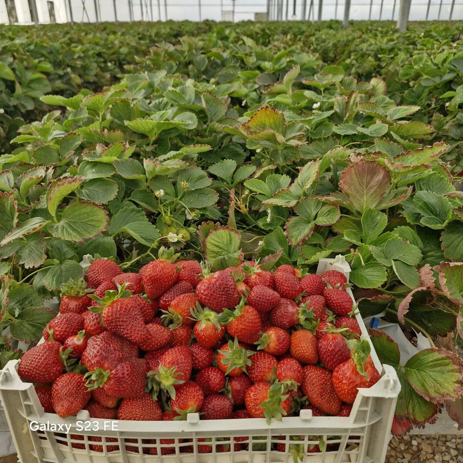 گلخانه و پرورش ماهی
