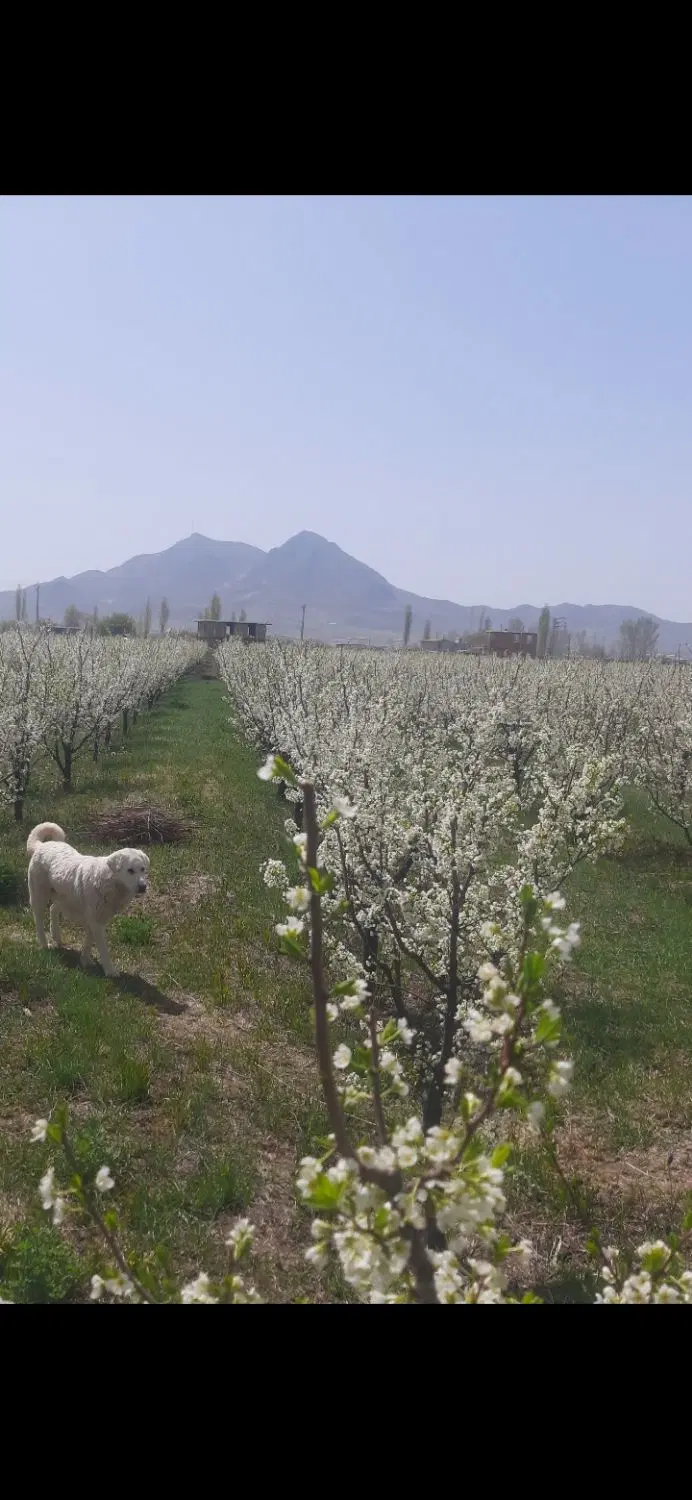 باغچه الو درجاده شهید کلانتری روستای گزنق