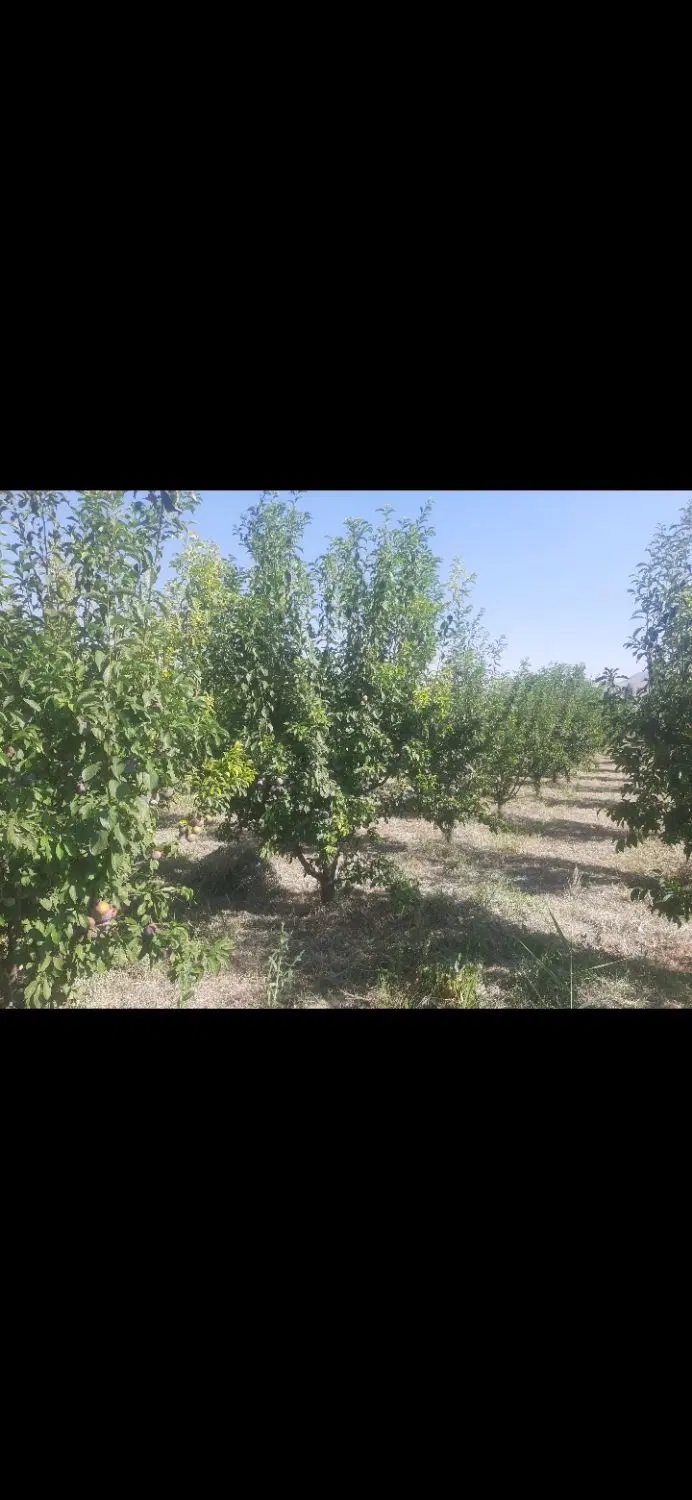 باغچه الو درجاده شهید کلانتری روستای گزنق