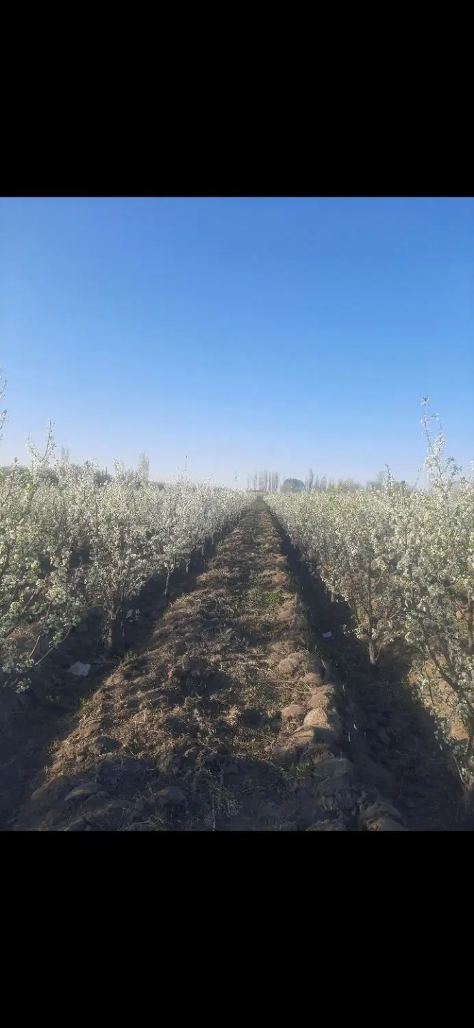 باغچه الو درجاده شهید کلانتری روستای گزنق