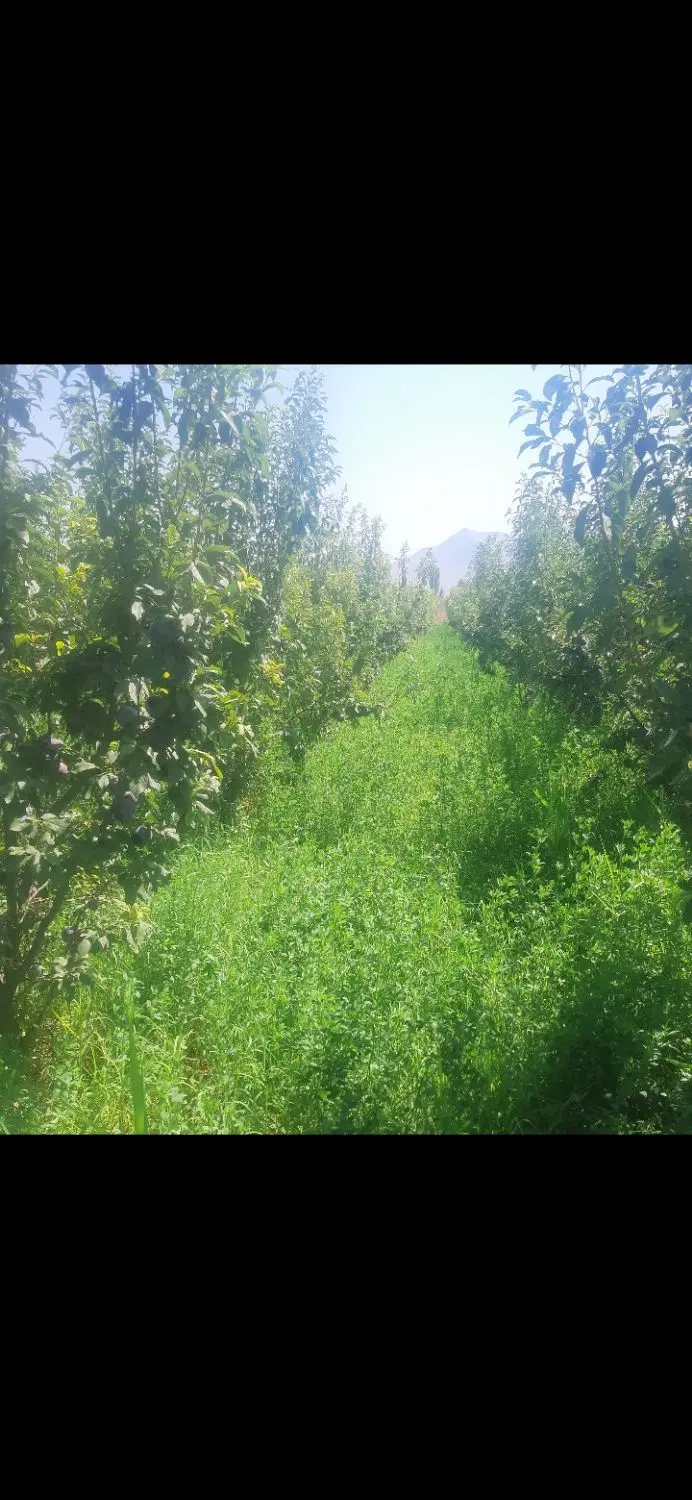 باغچه الو درجاده شهید کلانتری روستای گزنق